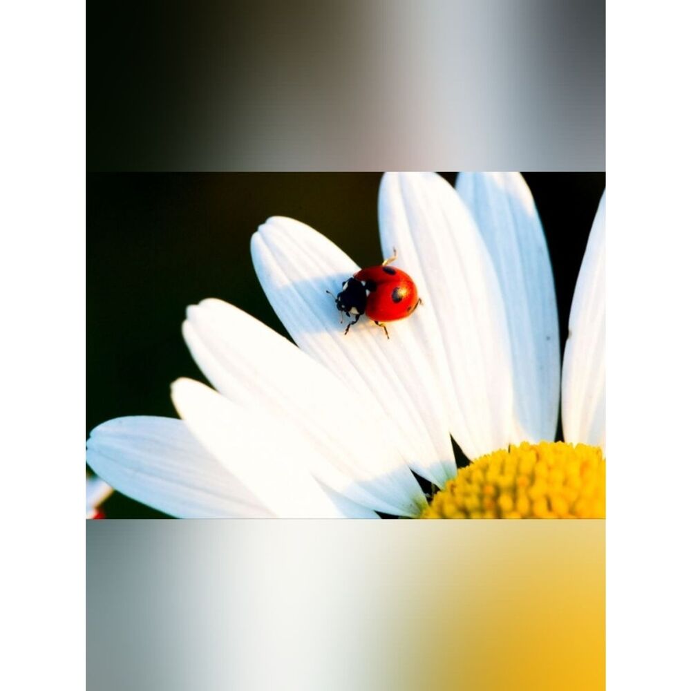Red and Black Ladybug Decorative Custom Fridge Magnet Home Kitchen Decor